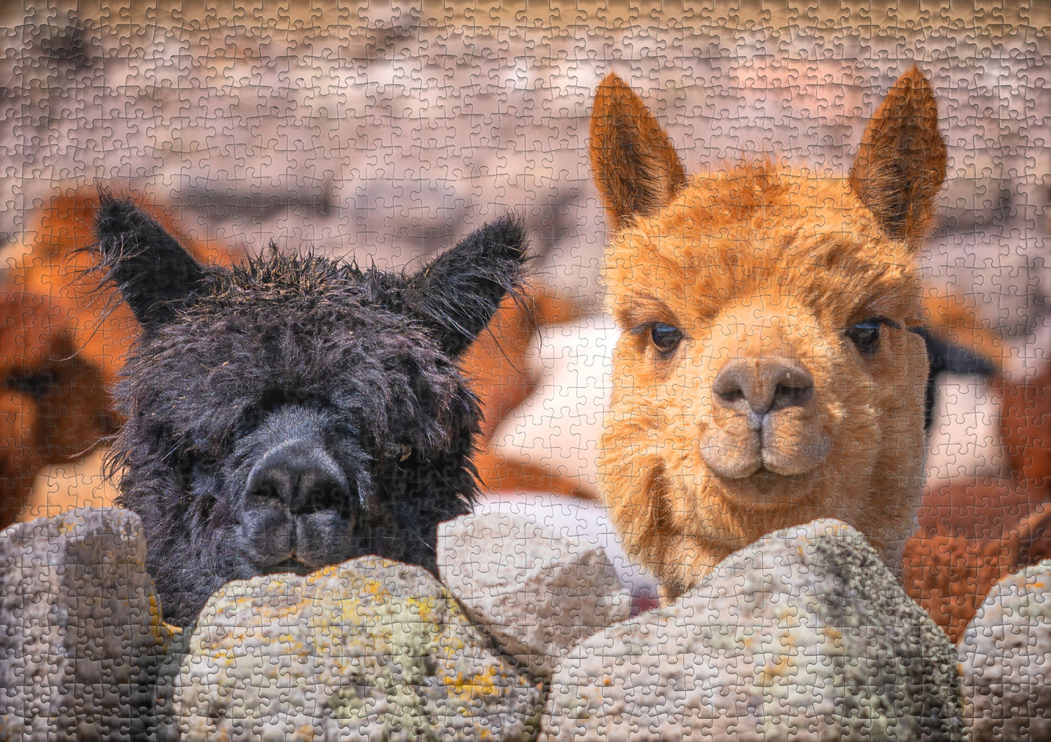 Obrazek puzzli
