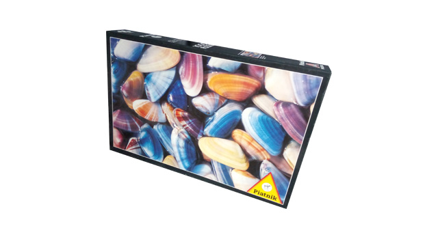 Coquina Shells