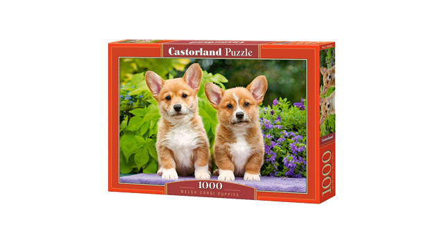 Welsh Corgi Puppies