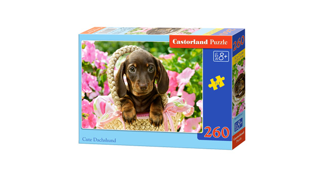 Cute Dachshund