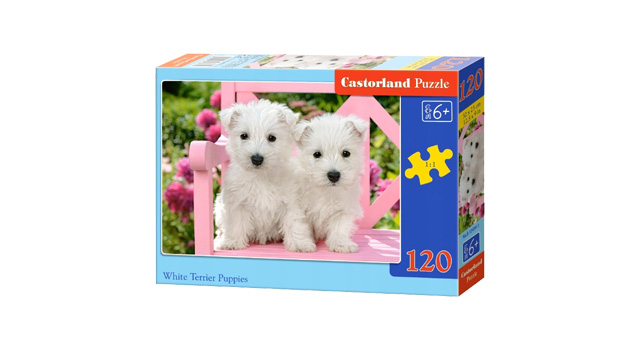 White Terrier Puppies